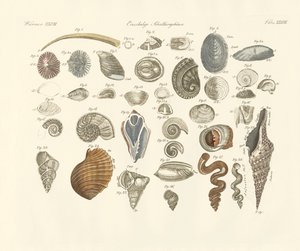 Animais univalves ou invólucro de vermes (gravação colorida) de German School