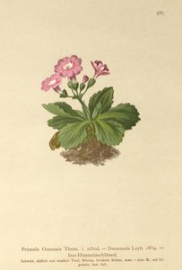 Val-Daone Primrose (Primula Oenensis, Primula Daonensis) de German School