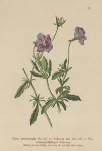 Valderia Violeta (Viola heterophylla, Viola Valderia) de German School