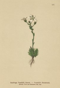 Saxofrage de Vandellis (Saxifraga Vandellii) de German School