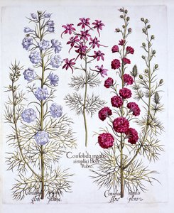 Variedades de Larkspur, de Hortus Eystettensis, de Basil Besler (1561-1629), pub. 1613 (gravura colorida à mão) de German School