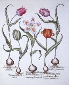 Variedades de Tulipa, de Hortus Eystettensis, de Basil Besler (1561-1629), pub. 1613 (gravura colorida à mão) de German School
