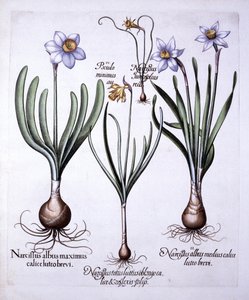 Vários Narcissi, de Hortus Eystettensis, de Basil Besler (1561-1629), pub. 1613 (gravura colorida à mão) de German School