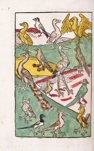 Várias espécies de pássaros em uma paisagem, 1499 de German School