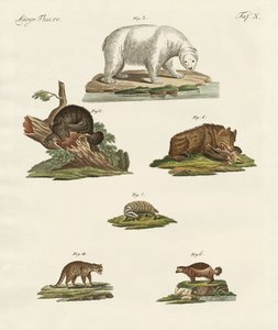 Vários tipos de ursos de German School