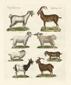 Vários tipos de cabras e fanfarrões de German School