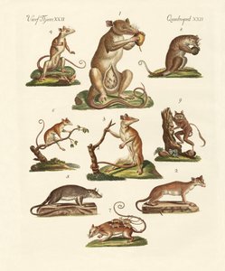 Vários tipos de marsupiais de German School