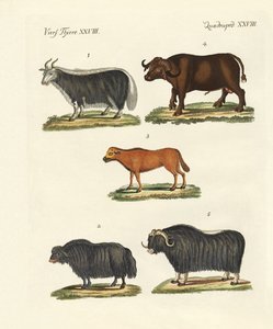 Vários tipos de bois de German School