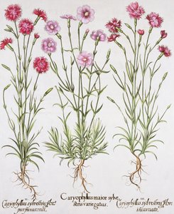 Várias variedades de Dianthus, do Hortus Eystettensis por Basil Besler (1561-1629), pub. 1613 (gravura colorida à mão) de German School