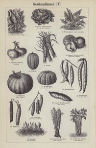 Legumes (gravura) de German School