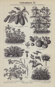 Legumes (gravura) de German School