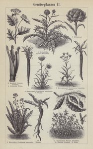 Legumes (gravura) de German School