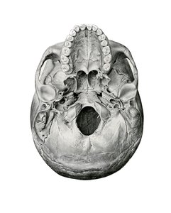 Visão Ventral do Crânio Humano de German School