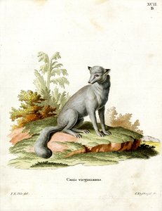 Raposa da Virgínia (gravação a cores) de German School