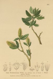 Waldstein Salgueiro (Salix Waldsteiniana, Salix arbusc. Var.) de German School