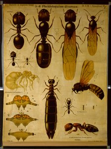 Quadro de parede representando Formicidae de German School