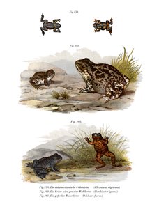 Sapo Warty (cor litho) de German School