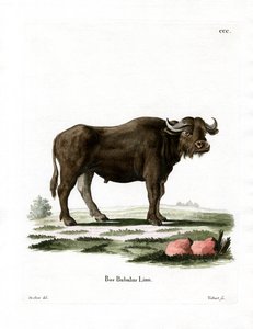Búfalo de água (gravação a cores) de German School