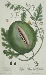 Melancia, de A Curious Herbal, edição alemã, publicada em 1757 de German School