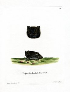 Barbastelle Ocidental (gravação a cores) de German School