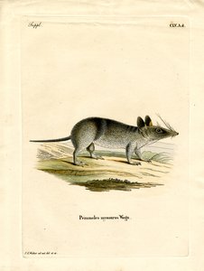 Western Barred Bandicoot (gravura a cores) de German School