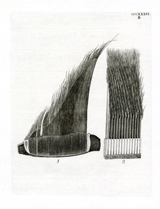Whale Baleen Plates (gravação a cores) de German School