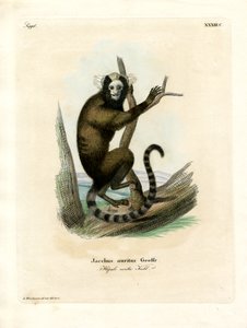 Marmoset de orelha branca (gravação colorida) de German School