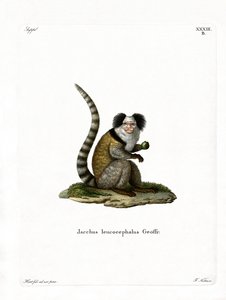 Marmoset de cabeça branca (gravação a cores) de German School