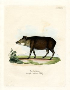 Peccary (gravação a cores) de German School