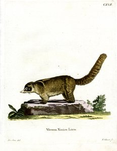 Coati de nariz branco (gravação a cores) de German School