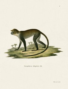 Macaco-de-garganta-branca de German School