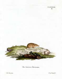 White-toothed Shrew (gravura colorida) de German School