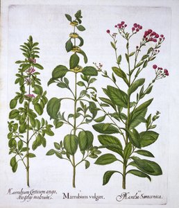 Horehound branco, Horehound e Mint, de Hortus Eystettensis, por Basil Besler (1561-1629), pub. 1613 (gravura colorida à mão) de German School