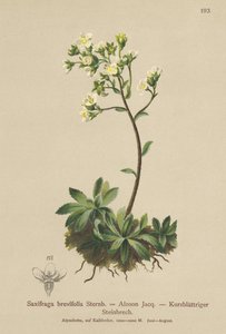 Saxifrage da montanha branca (Saxifraga brevifolia, Saxifraga Aizoon) de German School