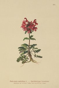 Lousewort Whorled (Pedicularis verticillata) de German School