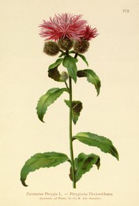 Peruca Knapweed (frica do Centaurea) de German School