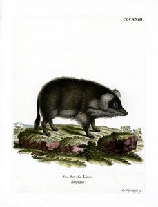 Javali (gravura colorida) de German School