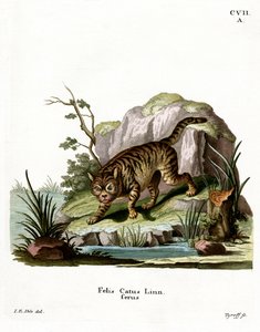 Wildcat (gravura colorida) de German School