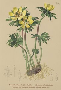 Aconite de inverno (Eranthis hiemalis, Eranthis hyemalis) de German School