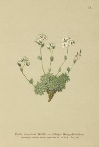 Grama de Wolley Whitlow (Draba tomentosa) de German School