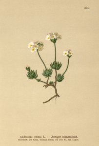 Wolly Rock Jasmine (vilosa de Androsace) de German School