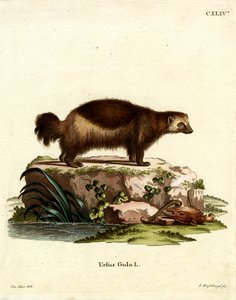 Wolverine (gravação a cores) de German School