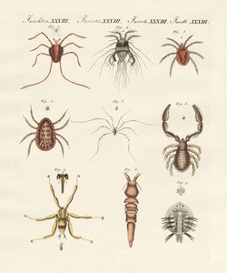 Insetos maravilhosos (gravura colorida) de German School