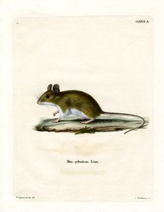 Rato de madeira (gravura a cores) de German School