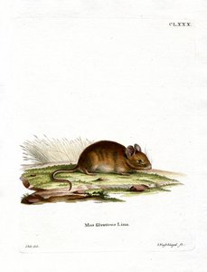 Rato de madeira (gravura a cores) de German School