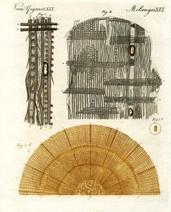 Anatomia de madeira de German School
