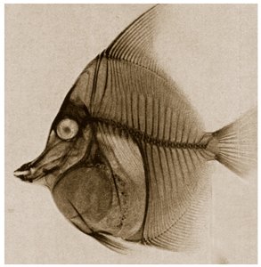 Raio X de um peixe c.1890 de German School
