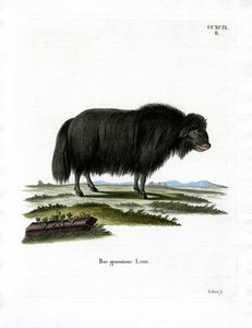 Yak (gravação a cores) de German School