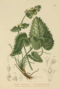 Betânia Amarela (Betonica Alopecurus, Stachys alopecuros) de German School