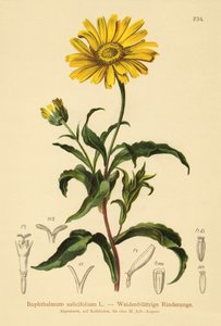 Boi-olho amarelo (Buphthalmum salicifolium) de German School